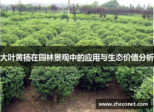 大叶黄杨在园林景观中的应用与生态价值分析