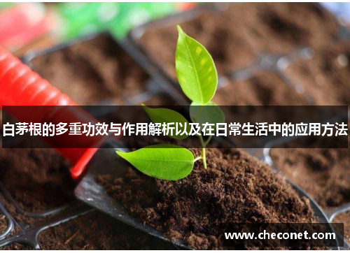 白茅根的多重功效与作用解析以及在日常生活中的应用方法